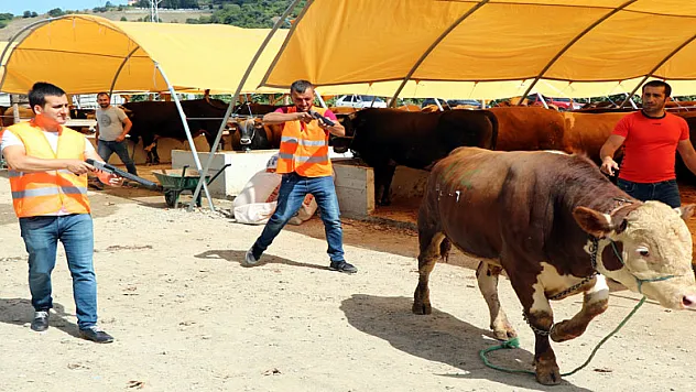 'Boğa Yakalama Timi' kurbana hazır 