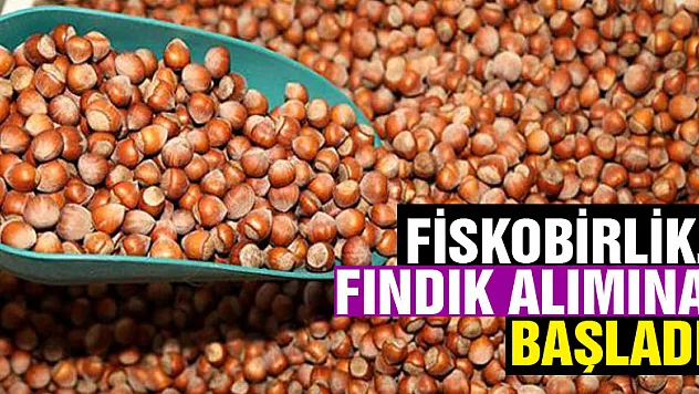 FİSKOBİRLİK, fındık alımına başladı
