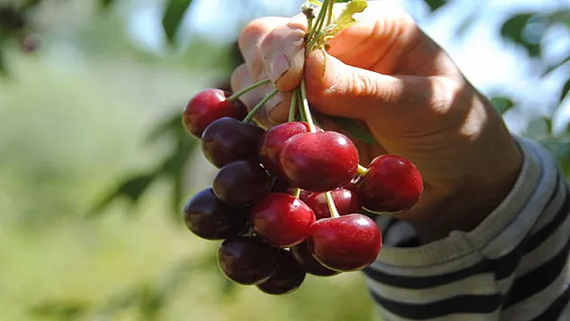 Vişnenin faydaları!