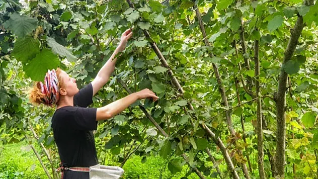 Fındık hasadında böcek ısırmalarına dikkat