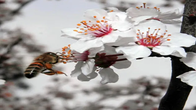 Bal,Polen,Arı Sütü ve Zehri Şifa Verecek