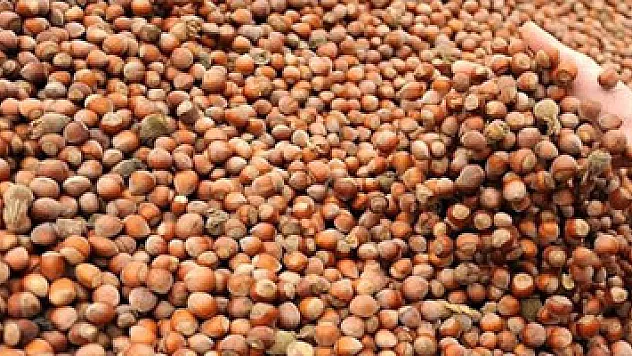 Fındık üreticilerinden milletvekillerine çağrı