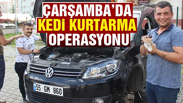 Çarşamba'da kedi kurtarma operasyonu