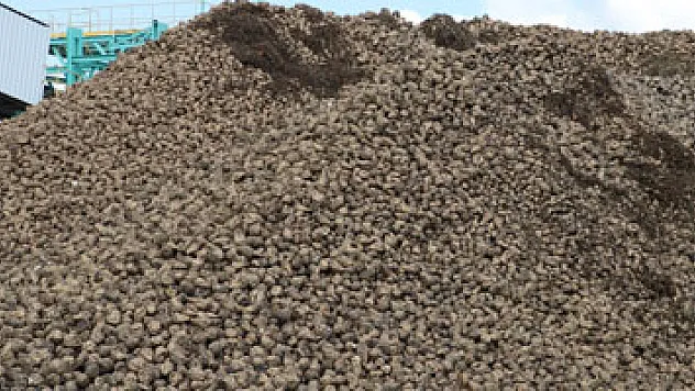 Amasya'da 66. pancar alım kampanyası başladı  