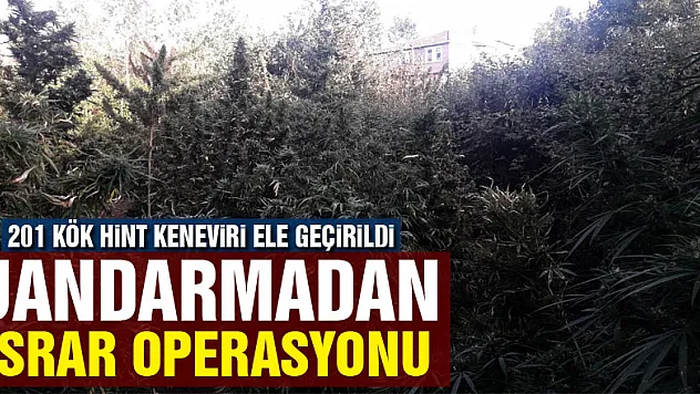 Jandarmadan esrar operasyonu