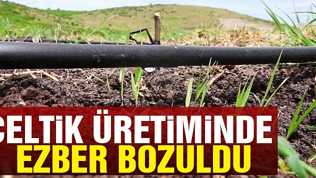 Çeltik üretiminde ezber bozuldu