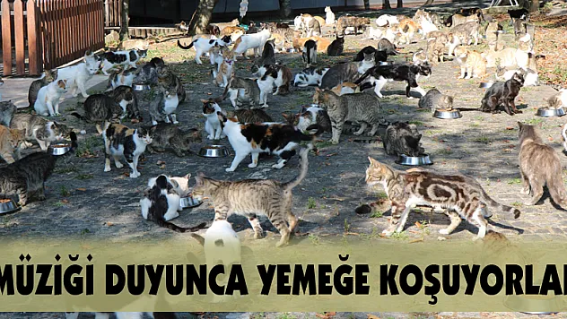Müziği duyan yüzlerce kedi yemeğe koşuyor