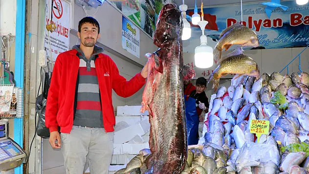  Bu senenin en büyük yayın balığı yakalandı