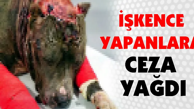 Kaçak avcılara ve hayvanlara işkence yapanlara ceza yağdı