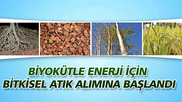 Biyokütle enerji için bitkisel atık alımına başlandı