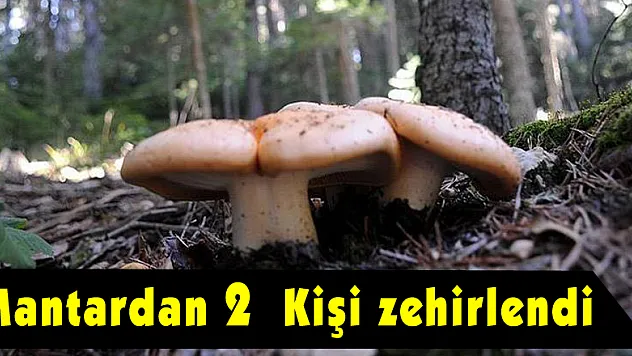 Samsun'da 2 kişi mantardan zehirlendi