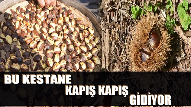 Bu kestane kapış kapış gidiyor