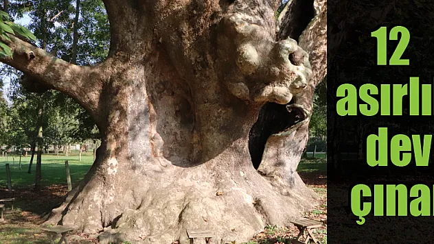 12 asırlık dev çınar