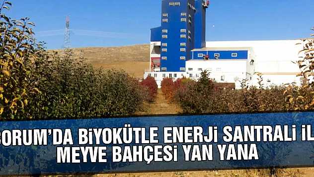 Çorum'da biyokütle enerji santrali ile meyve bahçesi yan yana