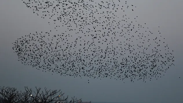 Sığırcıkların dansı görenleri hayran bıraktı