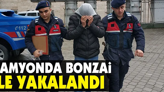 Kamyonda bonzai ile yakalandı