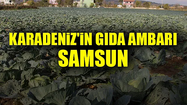 Karadeniz'in gıda ambarı Samsun