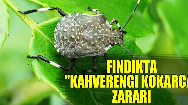 Fındıkta 'kahverengi kokarca' zararı
