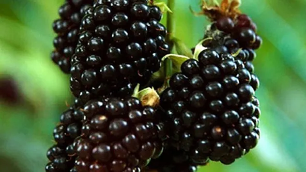 Sağlık deposu 'karadut'