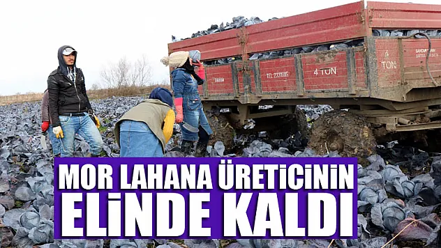 Mor lahana üreticinin elinde kaldı