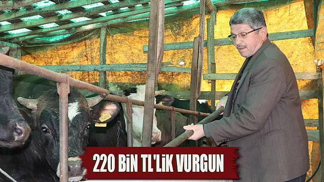 Samsun'da büyükbaş hayvan dolandırıcılığı iddiası: '220 bin TL'lik vurgun'