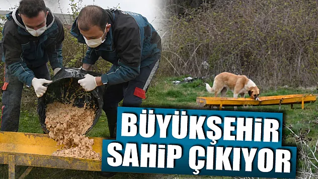 Samsun Büyükşehir, can dostlara sahip çıkıyor