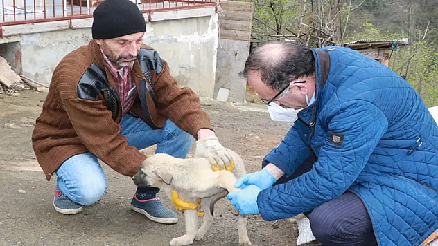 Evinden çıkamayan yaşlı vatandaşın yaralı köpeğini belediye tedavi ettirdi