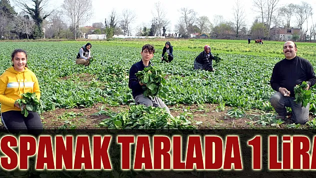 Ispanak tarlada 1 lira