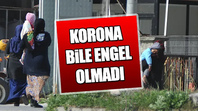  Korona virüsü dilencileri yıldırmadı   