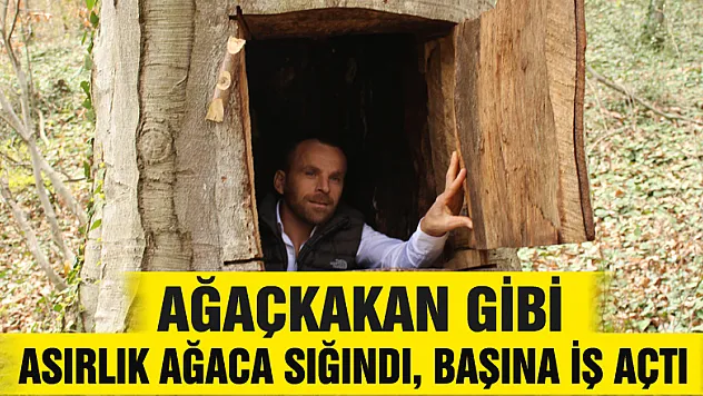 Ağaçkakan gibi asırlık ağaca sığındı, başına iş açtı