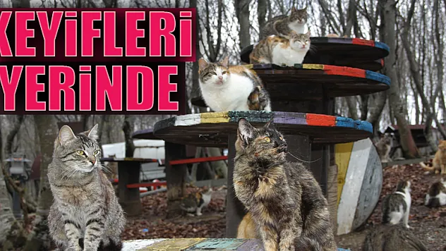 Korona günlerinde can dostların keyfi yerinde