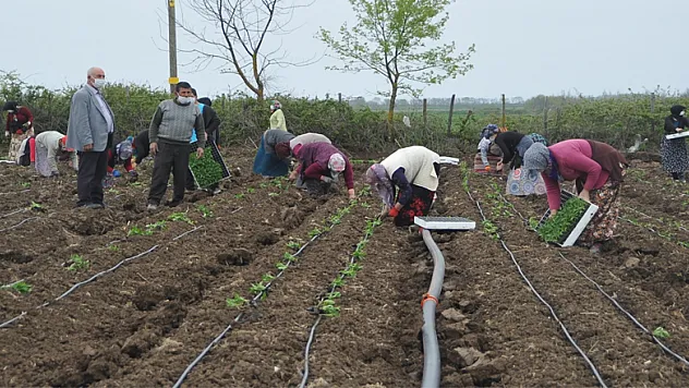  Tarım işçileri korona virüs gölgesinde mesai yapıyor
