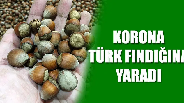 Korona Türk fındığına yaradı 