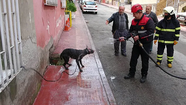 Yangında alevler içinden çıkartılan köpeğe itfaiyeden suyla ilk yardım