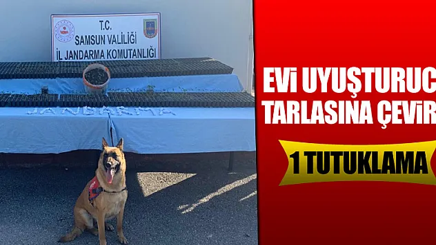 Evi uyuşturucu tarlasına çevirdi