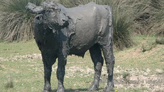 'Çamurdan manda' Vali Kaymak'ın objektifine yakalandı