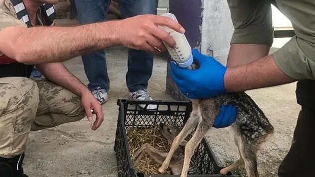 Karaca yavrularına jandarma şefkati 