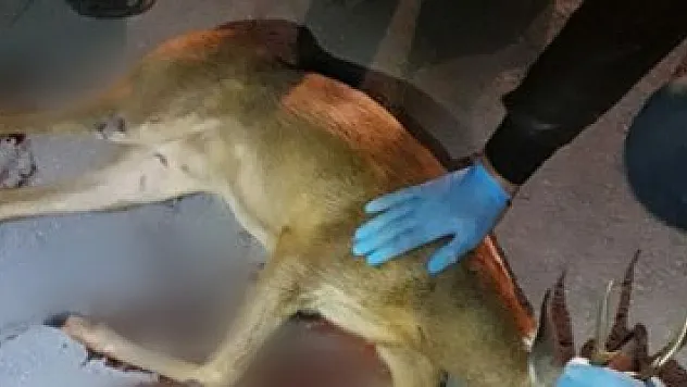 Polisler yaralı karacayı kurtarmak için seferber oldu