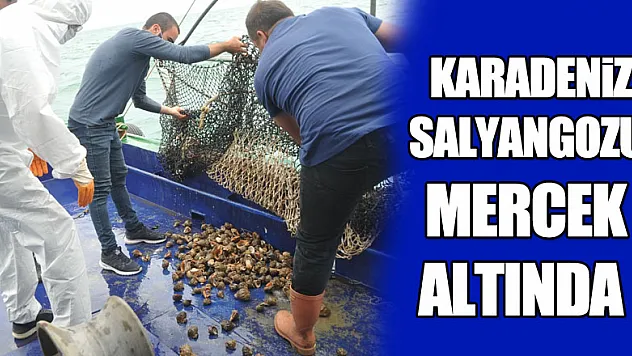 Karadeniz salyangozu mercek altında  