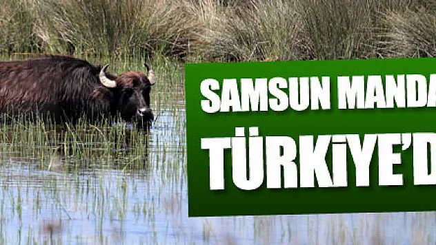 Samsun manda popülasyonunda Türkiye'de ilk sırada 