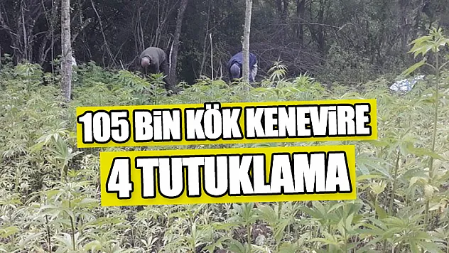 105 bin kök kenevire 4 tutuklama