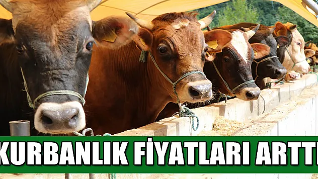 Kurbanlık fiyatları 'yüzde 8' oranında artabilir