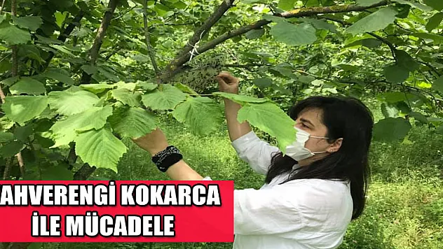 Kahverengi kokarcayla mücadele