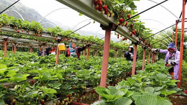 Topraksız çilek tarımıyla birim alandan kazancını dörde katladı