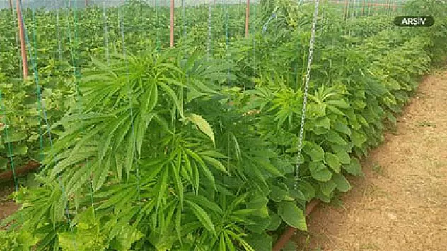 Jandarma 315 kök Hint keneviri ele geçirdi