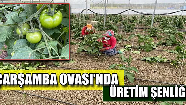  ÇARŞAMBA OVASINDA ÜRETİM ŞENLİĞİ