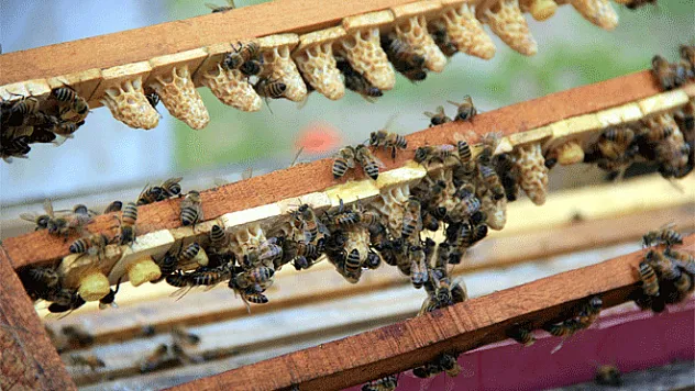 Arıcıların hedefi 3 yılda Türkiye'nin arı sütünde dışa bağımlılığını kaldırmak