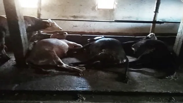 Samsun'da yıldırım ahıra düştü: 4 büyükbaş hayvan telef oldu