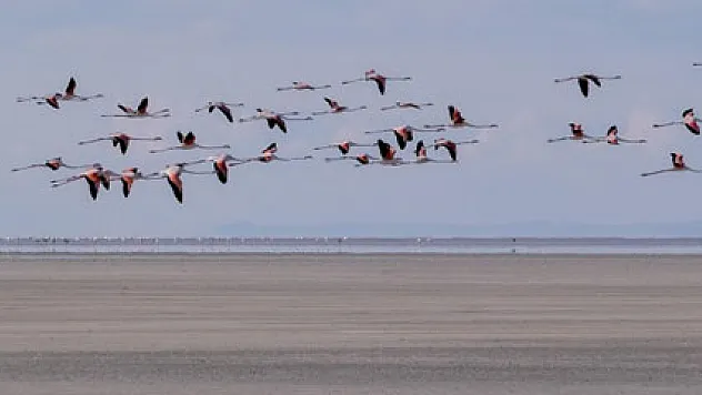 Doğa harikası Tuz Gölü'nde yavru flamingo şöleni