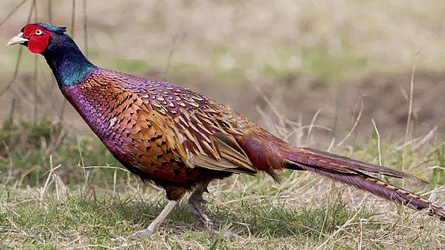 51 yılda 306 bin 'kene avcısı sülün' tabiata salındı